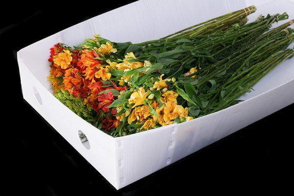 06 caja cartonplast flores