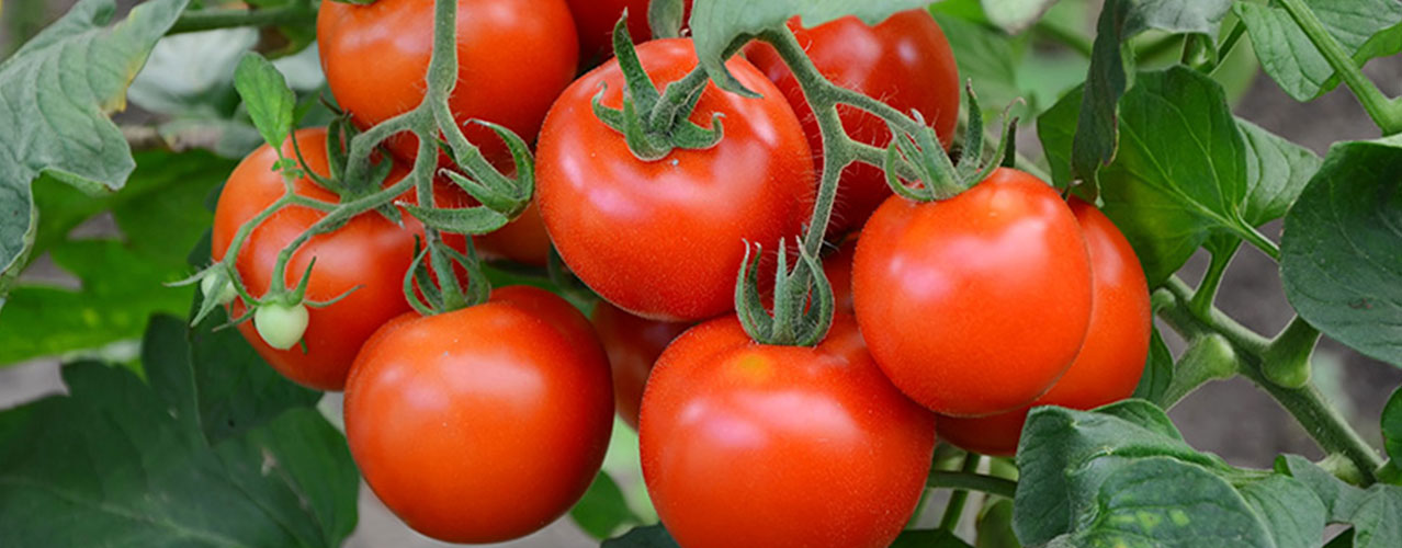 Background Tomato and paprika