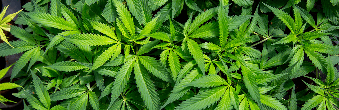 Cultivo de cannabis medicinal