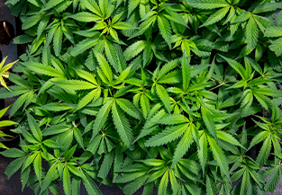 Cultivo de cannabis medicinal, una industria en crecimiento