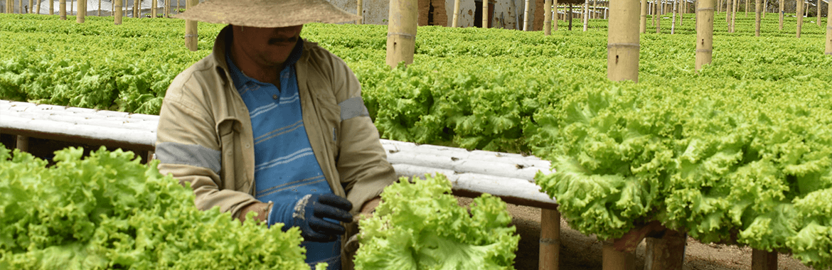 Fuentes de financiación para el sector agro en Colombia