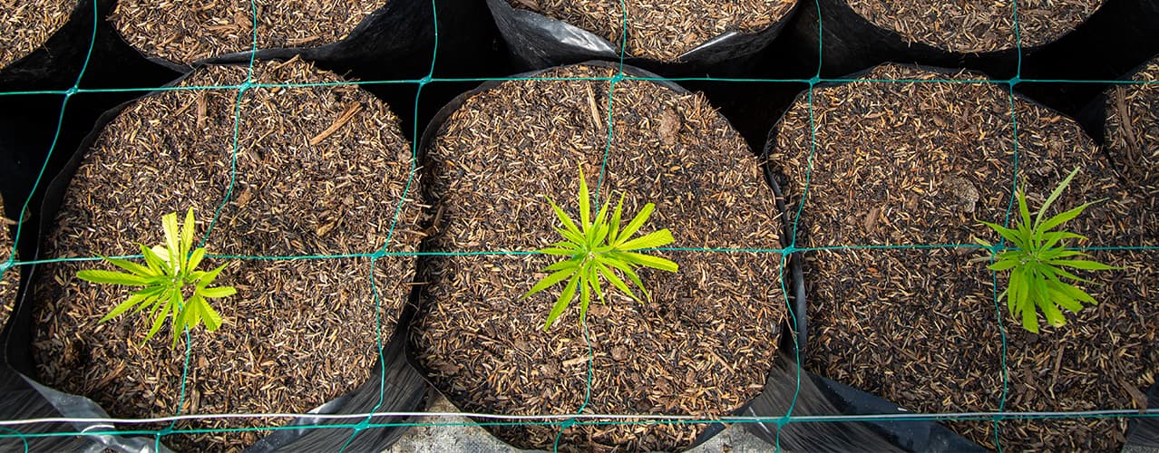Fondo Cultiva cannabis exitosamente con nuestras soluciones