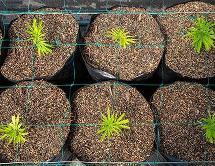 Cultiva cannabis exitosamente con nuestras soluciones