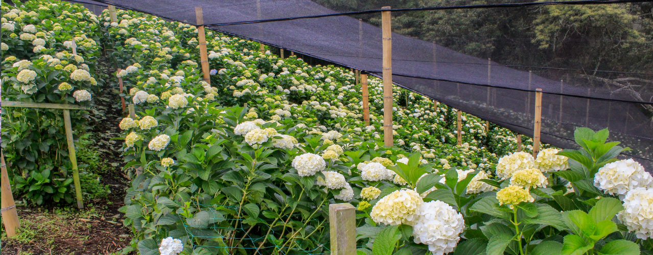 Fondo Kit para cultivo de flores