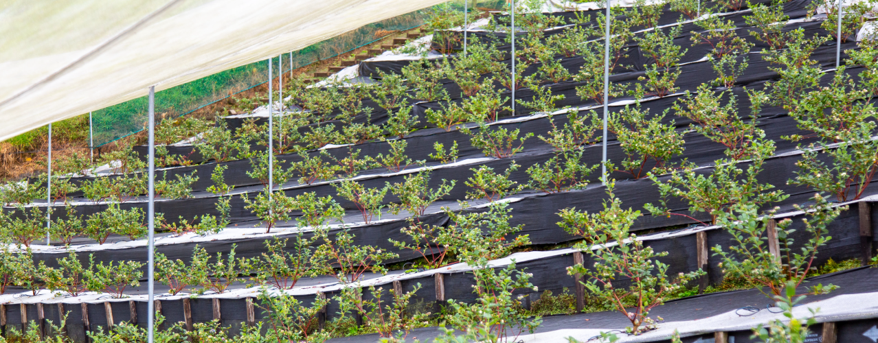 Fondo Kit para cultivo de arándanos