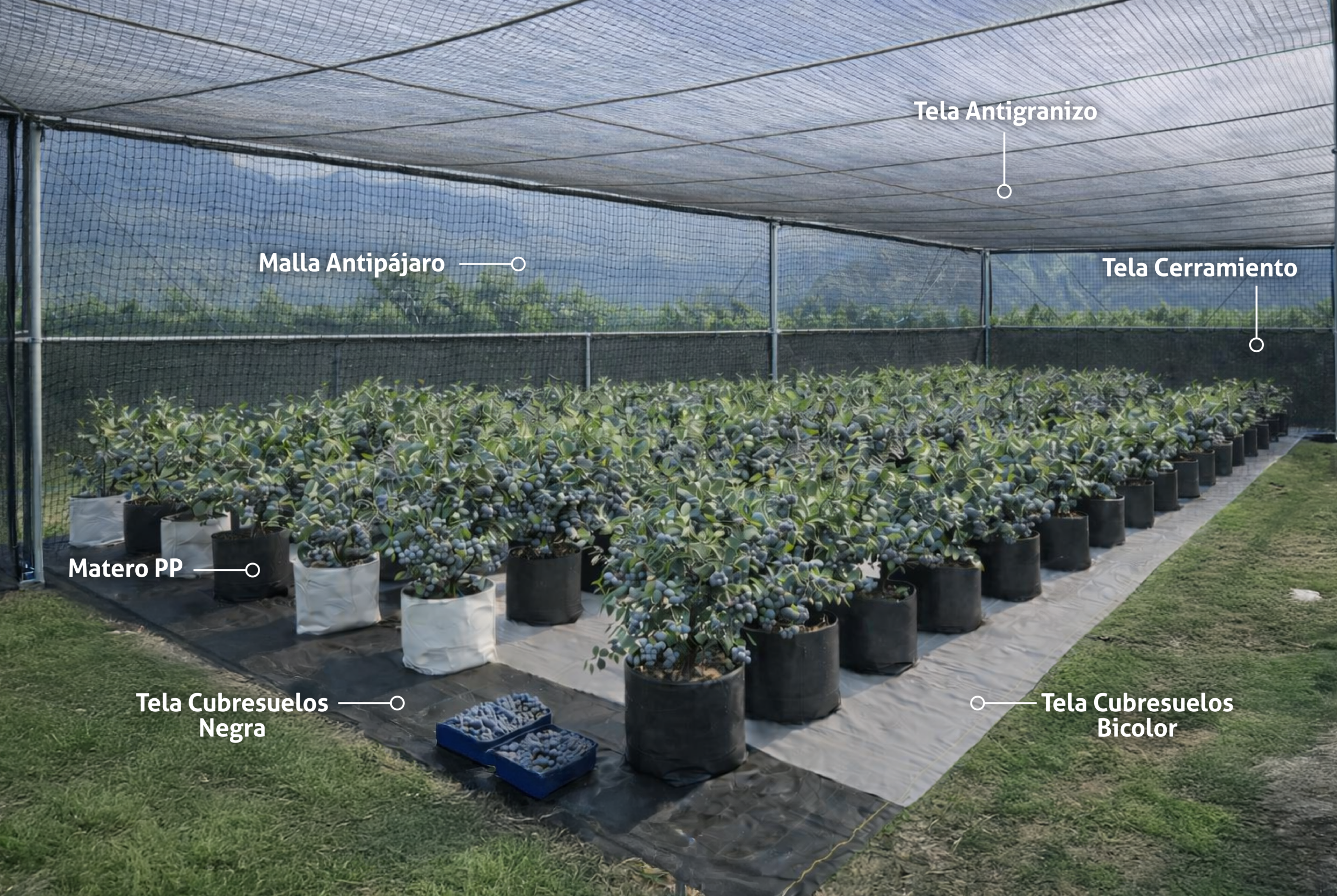 Productos para proteger y aumentar la productividad para cultivo de flores