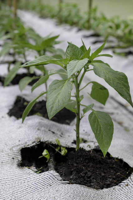 Tela cubresuelos para cultivos de hortalizas