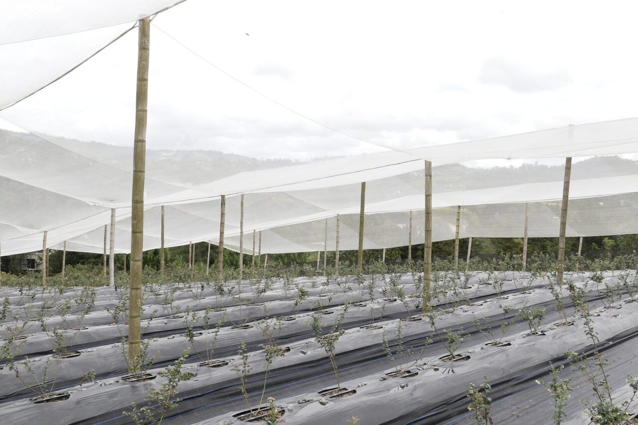 Montaje-cultivo-arándanos