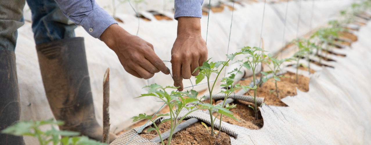 Fondo Kit para cultivo de tomate