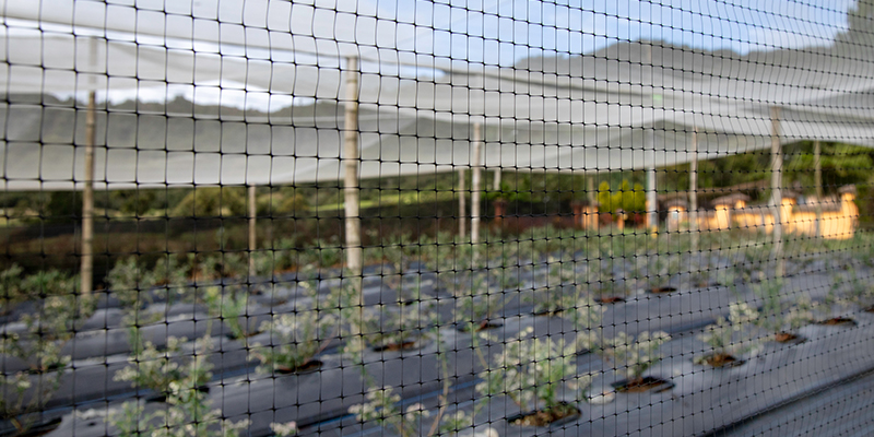 Malla antipájaros en cultivo de arándanos