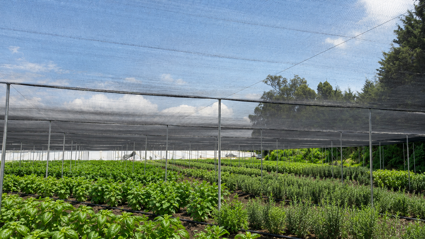 Fondo Kit para cultivo de aromáticas